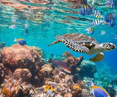 Nature and wildlife photo